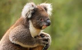 koala portrait