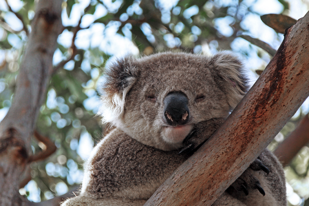 Mission and Aims - Koala Health Hub