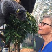 CHEYNE FLANAGAN, KOALA PRESERVATION SOCIETY OF AUSTRALIA